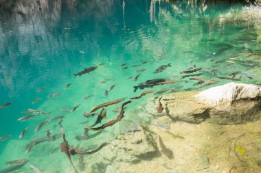 Green river ve balık Phulhomkeaw Lampang, Tayland