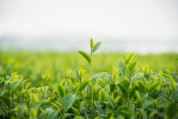 朝の茶農家 — ストック写真