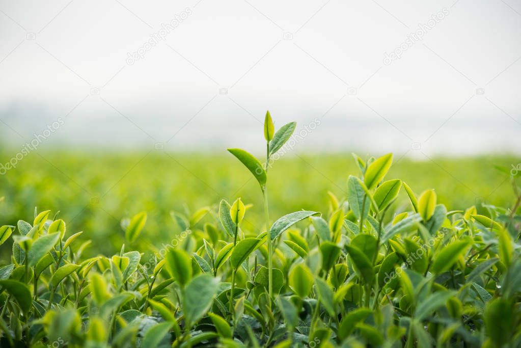 tea farm in the morning