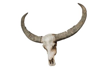 Beyaz arka plan üzerinde izole Buffalo kafası kafatası