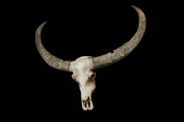 Бичий череп з рогами на чорному тлі — стокове фото