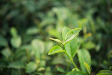 yeşil çay taze yaprak