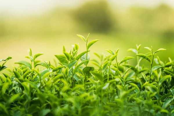 Té verde y hojas frescas — Foto de Stock