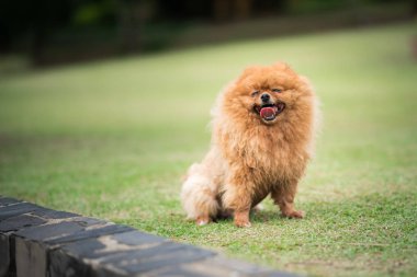 küçük portakal pomeranian köpek ayakta çimenlerin üzerinde