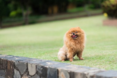 küçük portakal pomeranian köpek ayakta çimenlerin üzerinde