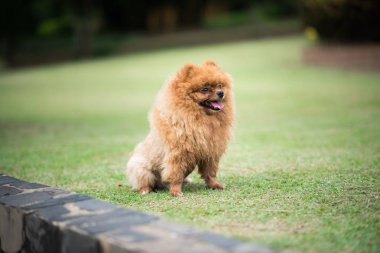 küçük portakal pomeranian köpek ayakta çimenlerin üzerinde