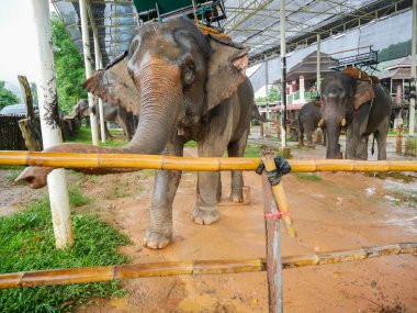 Filleri hayvanat bahçesinde vardır