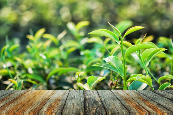 緑茶と新鮮な葉 — ストック写真