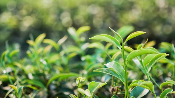 Chá verde e folhas frescas — Fotografia de Stock