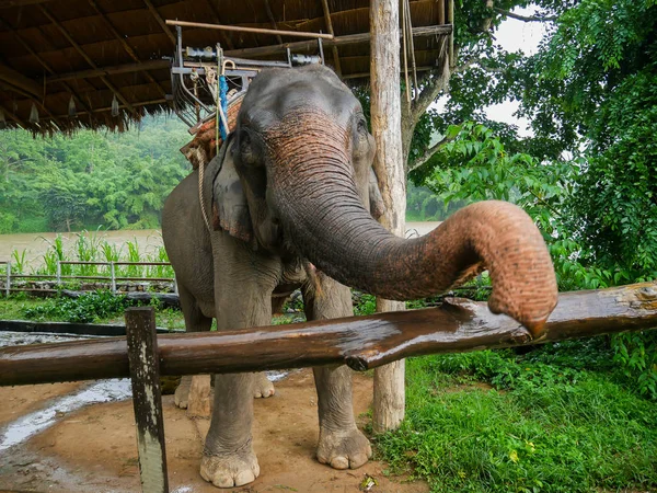 Filleri hayvanat bahçesinde vardır