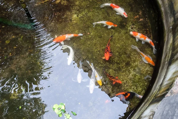 다양 한 색깔의 코 이 물고기 — 스톡 사진