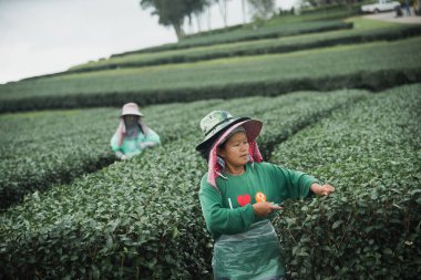 Chiang Rai, Tayland - 19 Ağustos: Chiang rai, Tayland çay 19 Ağustos 2017 üzerinde devam eden işçi grev rağmen kadın alır.