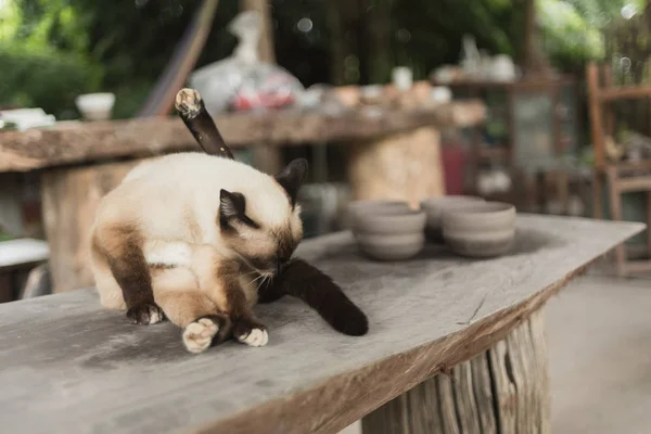 Gato marrón acostado sobre mesa de madera —  Fotos de Stock