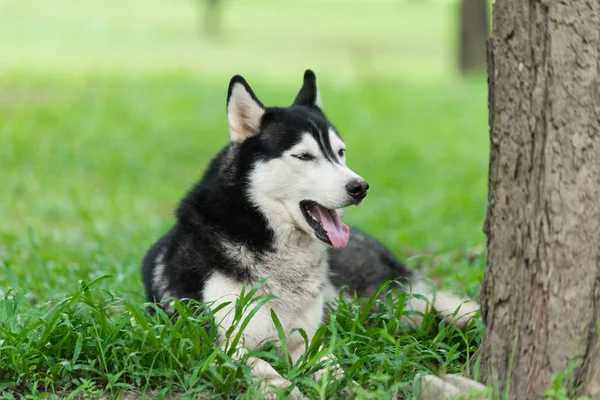 Retrato de husky siberiano — Fotografia de Stock