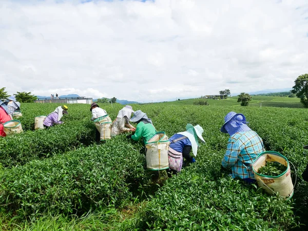 Сбор зеленых чайных листьев на чайной ферме — стоковое фото