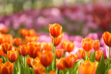 Bahçedeki lale çiçekleri