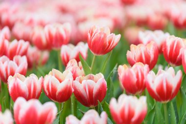 Bahçedeki lale çiçekleri