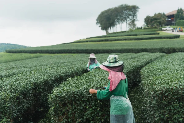 Работница собирает зеленый чай на чайной ферме — стоковое фото