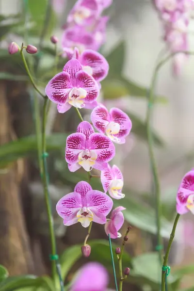 Bahçede mor orkide çiçek — Stok fotoğraf