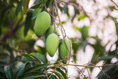 Ağaçta yeşil mango