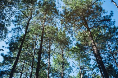 çam ormanı bakış doğa arka plan