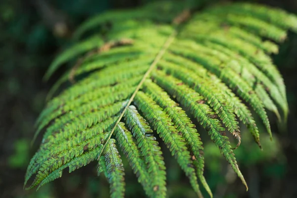 Близко Зеленым Листьям Концепция Природы — стоковое фото