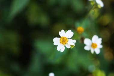 Yeşil arkaplanda beyaz çiçekleri kapat
