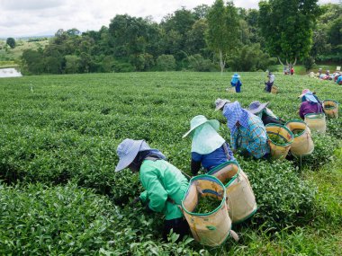 Chiang Rai, Tayland - Ekim 06: Chiang rai, Tayland 06 Ekim 2017 üzerinde işçiler seçtikleri çay rağmen devam eden işçi grev.