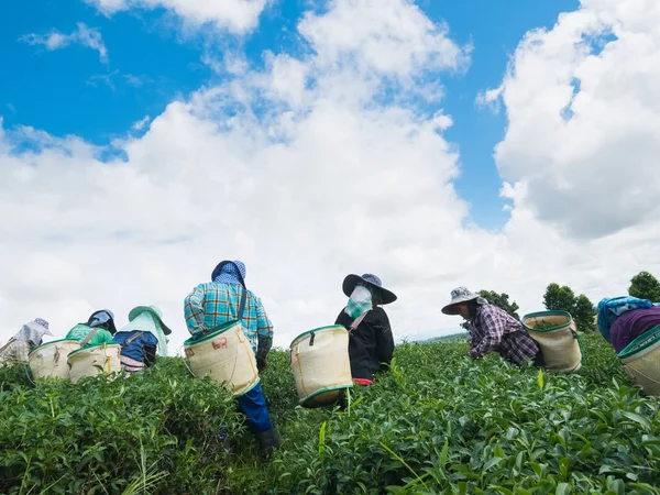 Chiang Rai, Thailand - oktober 06: Werknemers picks thee ondanks aanhoudende arbeid strikes op 06 oktober 2017 in Chiang rai, Thailand. — Stockfoto