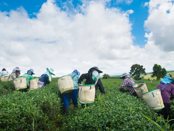 Werknemers picks thee ondanks aanhoudende arbeid slaat op de boerderij van de thee in Chiang rai, Thailand. — Stockfoto