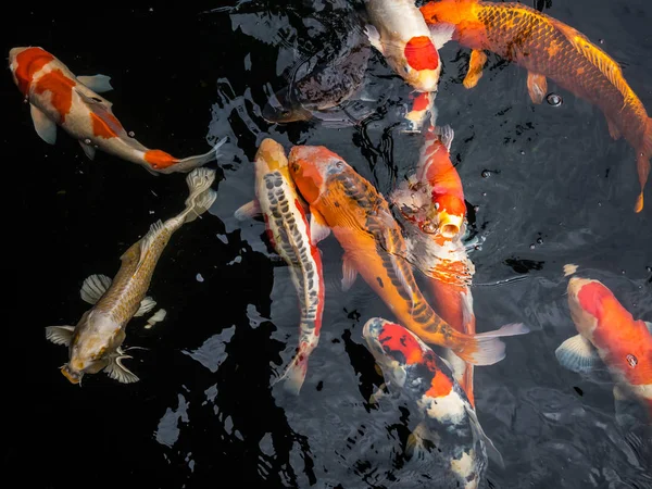 Pesce koi colorato nel — Foto Stock