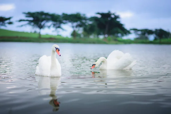 Dois cisnes brancos no lago — Fotografia de Stock