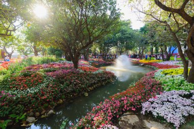 Chiang Rai, Tayland - 02 Ocak 2016: Chiang Rai çiçek Festivali ve müzik Park 2016 yılında çiçek açan çiçekler