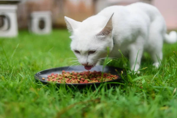 white cat eating on the grass