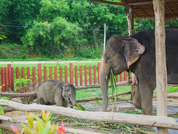 Asian elephants in the zoo — Stock Photo, Image