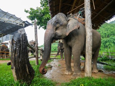 Filleri hayvanat bahçesinde vardır
