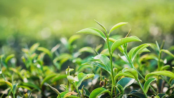 Green Tea Fresh Leaves — Stock Photo, Image