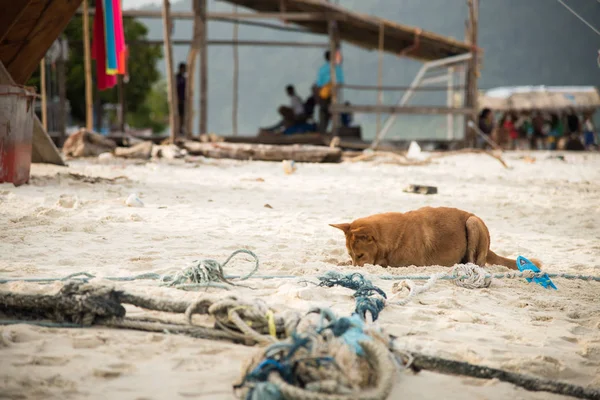 Perro manchado cavando hasta la cabeza en la arena — Foto de Stock