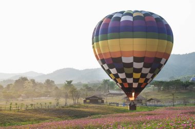 Tayland Chiang Rai il Singha park uluslararası balon fiesta 2017 cosmos çiçek alanında üzerinde uçan sıcak hava balonları.