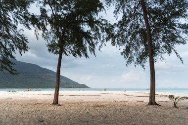 çam ağaçları plaj deniz mavi gökyüzü üzerinde