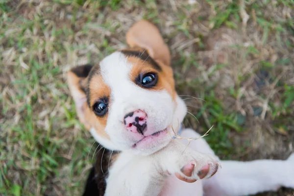 Zbliżenie ładny młody Beagle, grając w ogrodzie — Zdjęcie stockowe