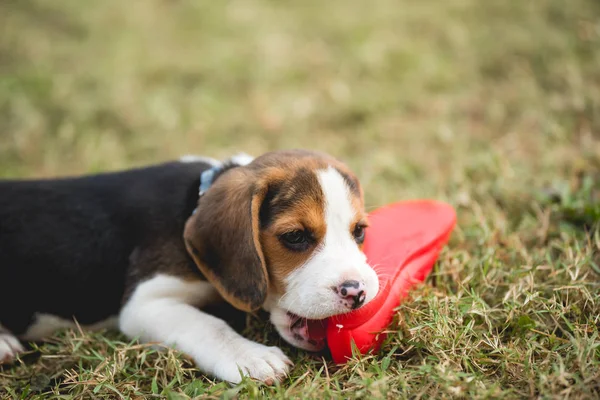 Close up de bonito jovem Beagle jogando no jardim — Fotografia de Stock