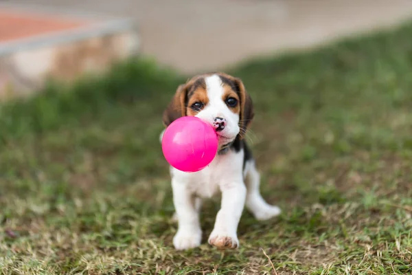 Nahaufnahme von niedlichen jungen Beagle spielen im Garten — Stockfoto