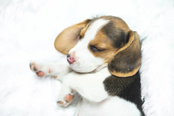 Retrato Jovem Beagle Dormir Cama Branca — Fotografia de Stock