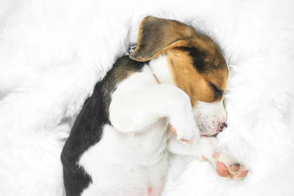 Retrato Jovem Beagle Dormir Cama Branca — Fotografia de Stock