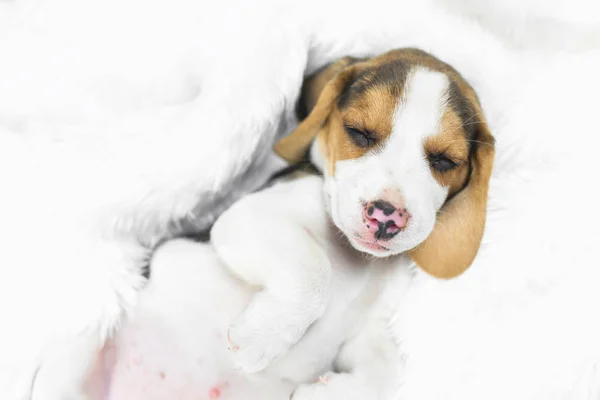 Porträt Junger Beagle Schläft Auf Weißem Bett — Stockfoto