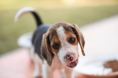 Bahçede oynayan sevimli genç Beagle yakın çekim