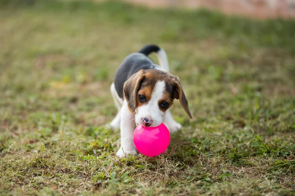 Close up de bonito jovem Beagle jogando no jardim — Fotografia de Stock