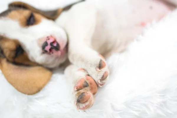 Portrét Mladé Beagle Spánku Bílé Posteli — Stock fotografie