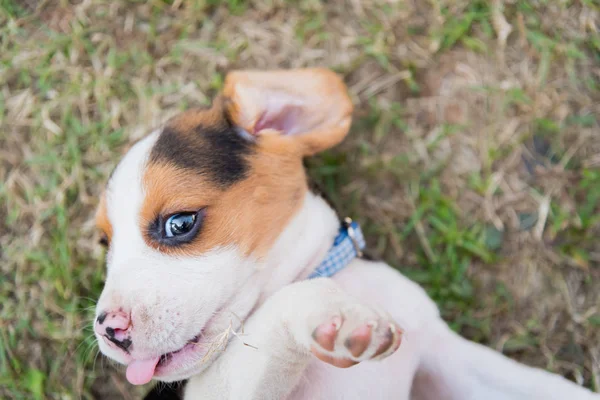 Close up de bonito jovem Beagle jogando no jardim — Fotografia de Stock